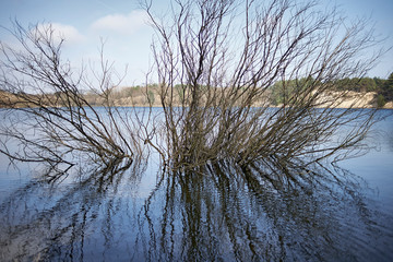 A tree gowing in the lake reflecting in the water