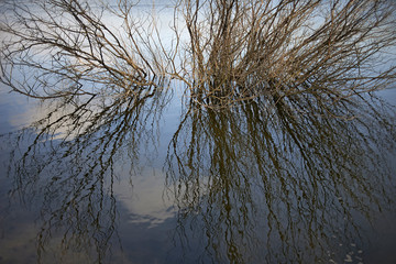Obraz na płótnie Canvas A tree gowing in the lake reflecting in the water