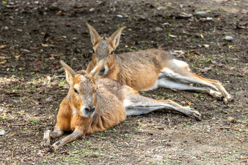 マーラのポートレート