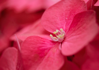 a closeup of a pink flower