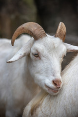 ヤギのポートレート