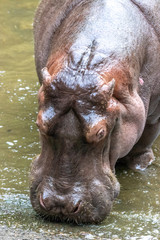 Fototapeta premium カバのポートレート