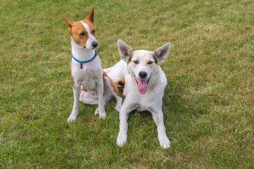 Naklejka na ściany i meble Mature basenji dog and its younger friend mixed breed dog resting together on a lawn