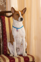 Indoor portrait of mature basenji dog sitting on a human chair