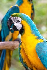 ルリコンゴウインコ
