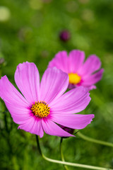 Obraz premium コスモス畑