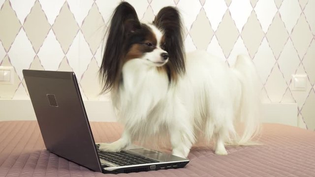 Papillon dog is lying near the laptop on the bed stock footage video