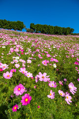 コスモス畑