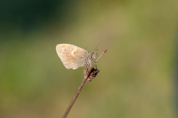  Butterfly in natural environment