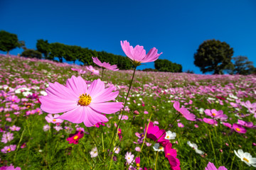 コスモス畑