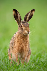 European brown hare, lepus europaeus in summer with green blurred background. Detailed close-up of wild rabbit.