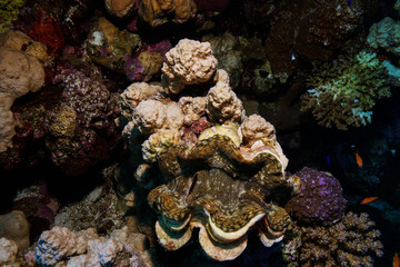 Giant clam at the Red Sea, Egypt
