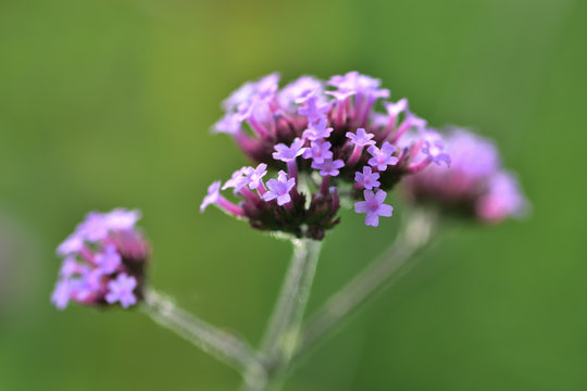 Eine Strandflieder Bl&uuml;te