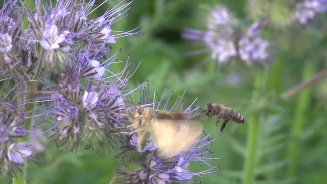 Nachtfalter (Eule) und Biene in Feld mit Bienenweide beim Bl&uuml;tenbesuch