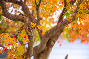 日本の紅葉