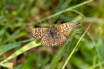  Butterfly in natural environment