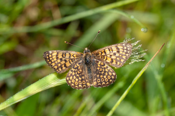  Butterfly in natural environment