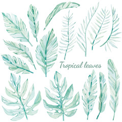 watercolor drawing of tropical leaves set