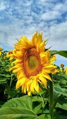 sunflower on background of blue sky