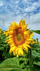 sunflower on background of blue sky