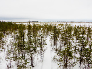 Winter trip through the Yelnya Bog National Landscape Reserve, Belarus