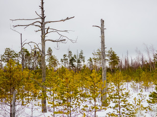 Winter trip through the Yelnya Bog National Landscape Reserve, Belarus