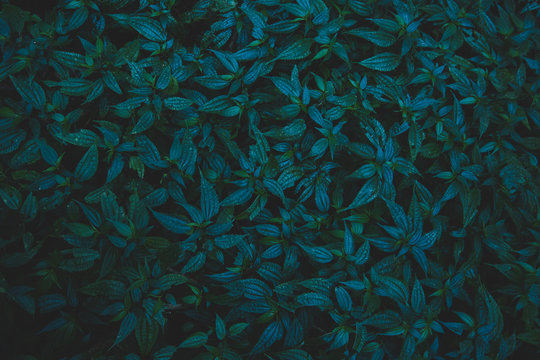 Nature background leaves © Aukid