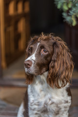 Brown and white springer spaniel sat at the front door looking to the side.