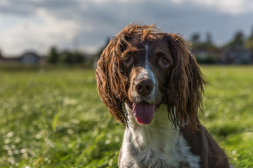 Brown and white springer spaniel sat on the grass in the field, head and shoulder shot.