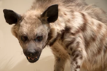 Keuken foto achterwand Hyena Animals, hyena