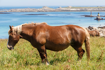Trait Breton horse in a field in Brittany