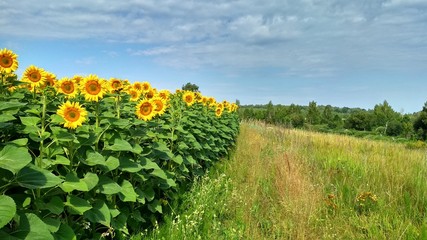 field of sunflowers and blue sky