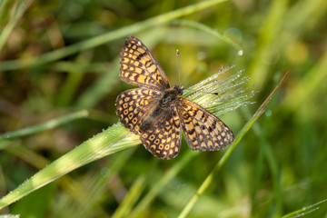  Butterfly in natural environment