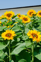 beautiful of Sunflower (Helianthus annuus) in field with blue sky