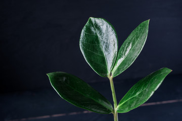 Zamioculcas plant in a basket flower pot on black background. Close up photo