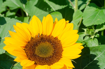 beautiful of Sunflower (Helianthus annuus) in field with blue sky