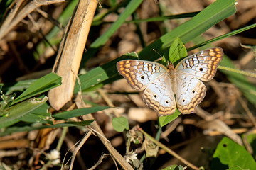 Weißer Pfau  (Anartia jatrophae)