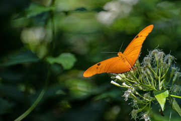 Julia Schmetterling (Dryas iulia)