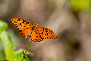 Vanillefalter (Agraulis vanillae)