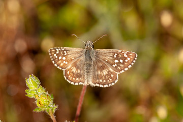  Butterfly in natural environment