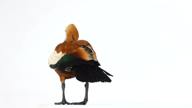  male Beautiful bright red duck (Ogar) flapping his wings, isolated on white screen (In Slavic mythology and Buddhism, this bird was considered sacred)