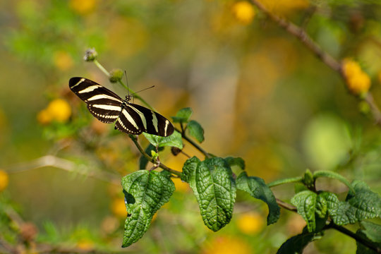 Zebrafalter (Heliconius charithonia)
