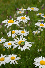 Obraz premium Closeup of green beetle on oxeye daisy flower in summer field on white flower, in Estonia.