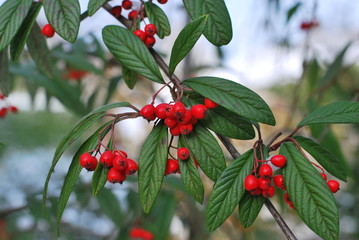 Weidenblättrige Felsenmispel (Cotoneaster salicifolius var. floccosus) mit roten Beeren im Winter