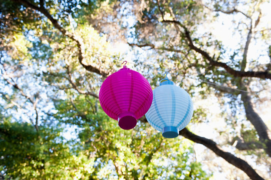 Lanterns Hanging Tree