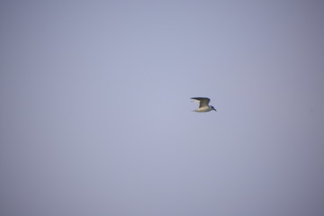 kite in flight