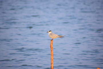 seagull on the beach