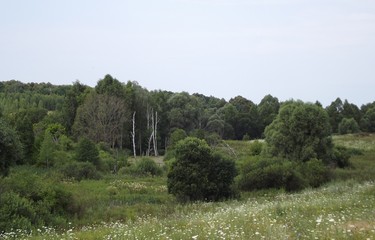 tree in a field