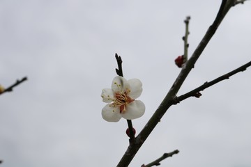 梅の花　早咲き　茨城