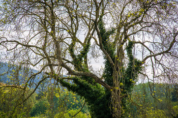 Large tree with beautiful branches